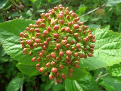 20140401Viburnum_lantana3