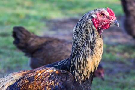 Agriculture bill poultry