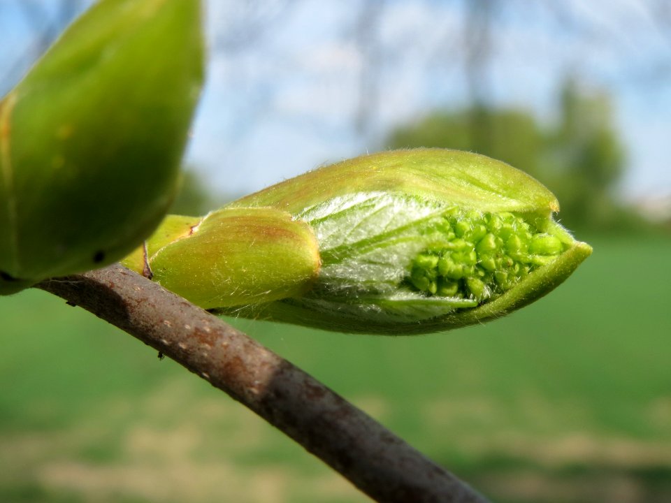 20140406Ahorn_Altlussheim19