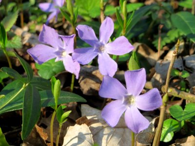 20150406Vinca_minor3