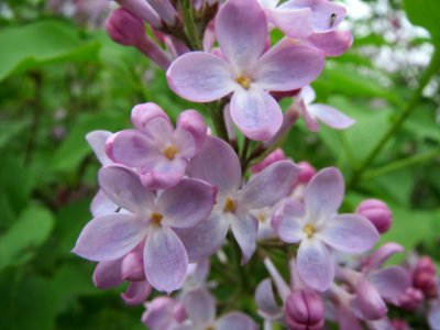 20140405Syringa_vulgaris5
