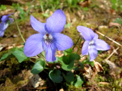 20140402Viola_reichenbachiana3