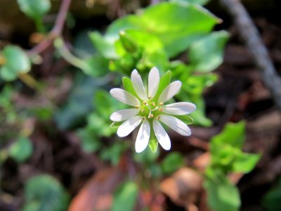20150406Stellaria_nemorum4