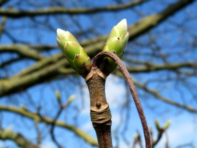 20140406Ahorn_Altlussheim18