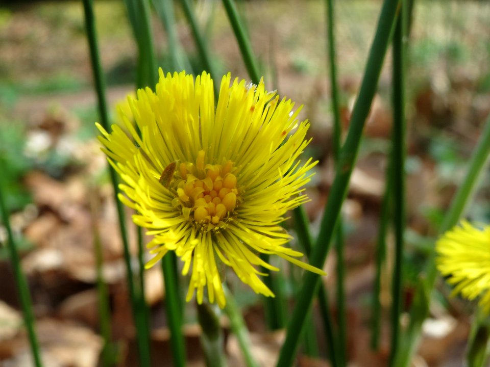 20140402Tussilago_farfara2
