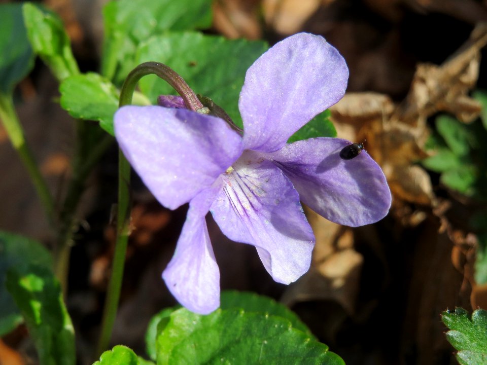 20140402Viola_reichenbachiana1
