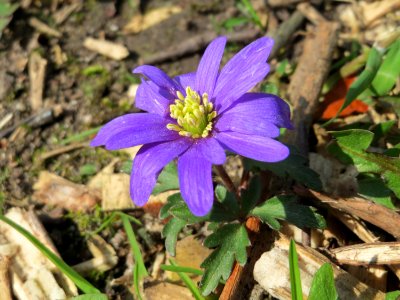 20150409Anemone_blanda1
