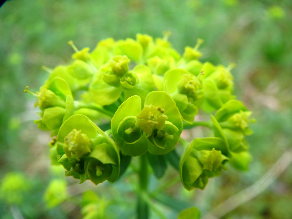 20140405Euphorbia_cyparissias2