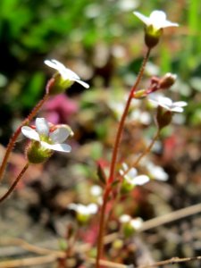 20150409Saxifraga_tridactylites3