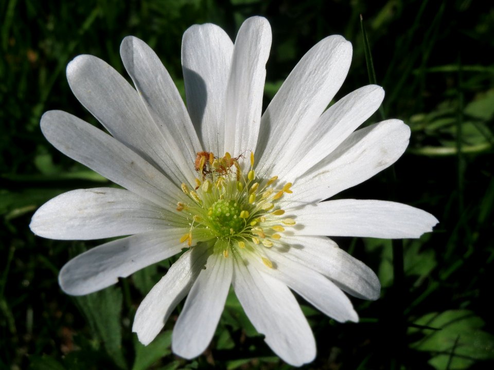 20140406Anemone_blanda2