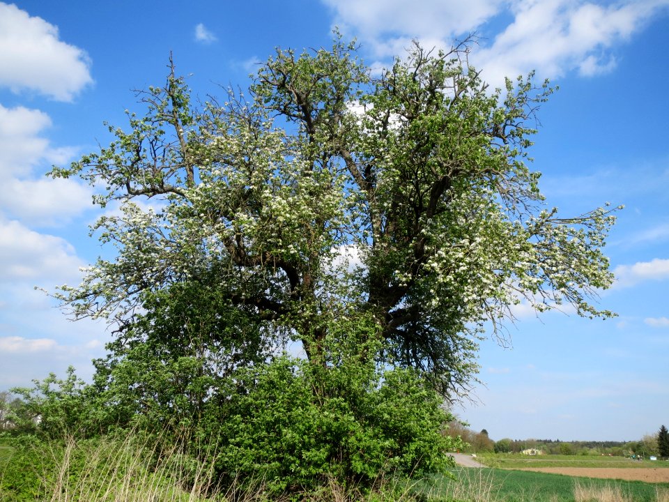 20140406Birne_Altlussheim