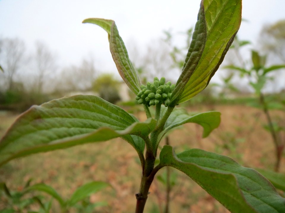 20140401Cornus_sanguinea2