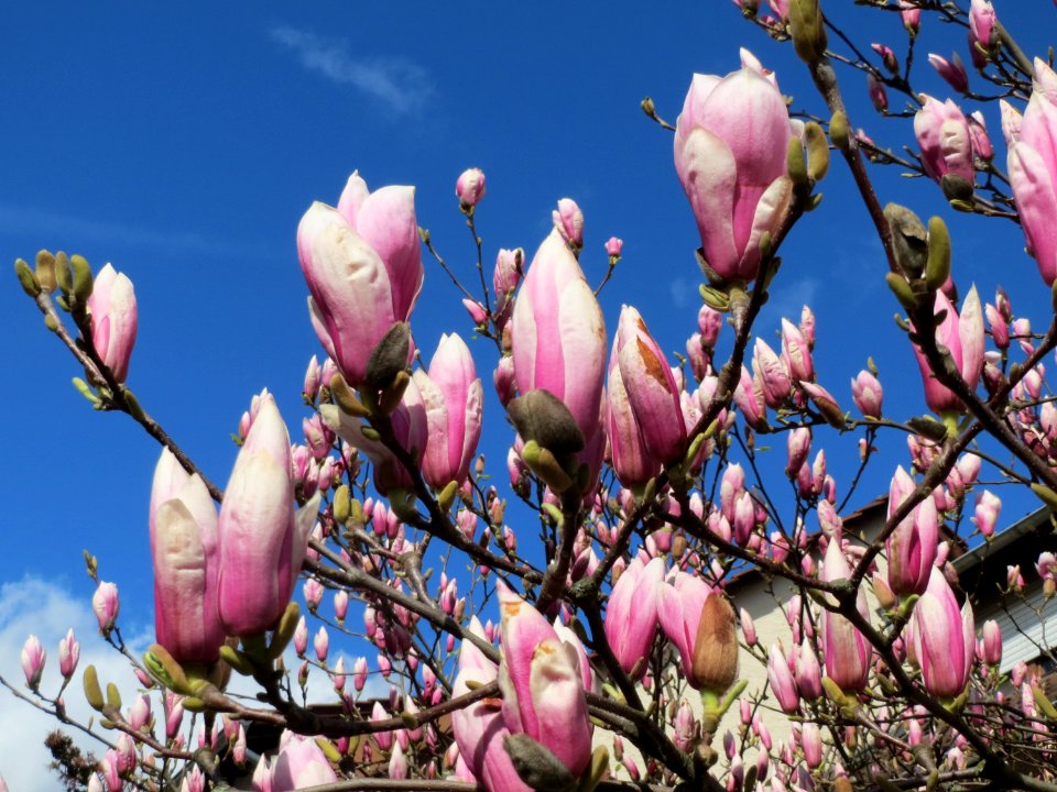 20150402Magnolia_x_soulangeana2