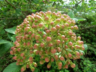 20140401Viburnum_lantana1