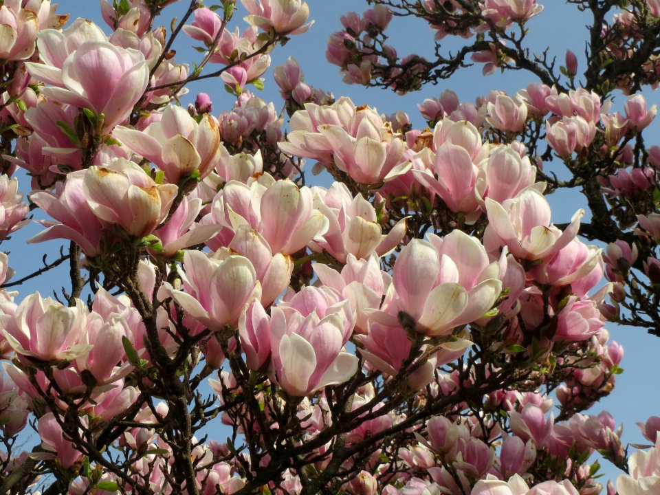 20140331Magnolie_Staden