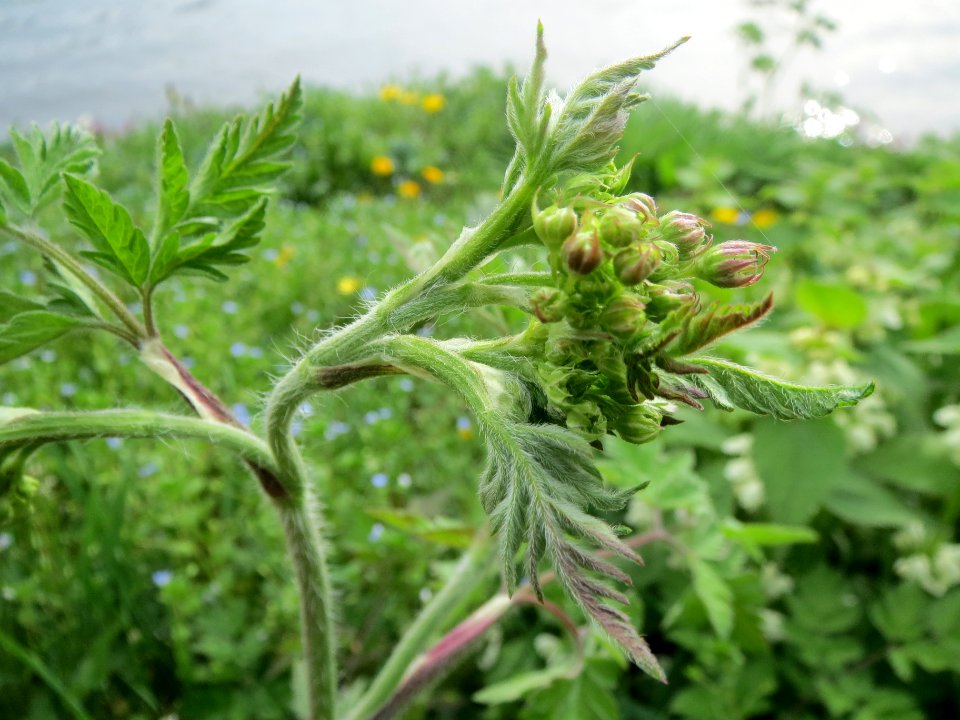 20140401Anthriscus_cerefolium