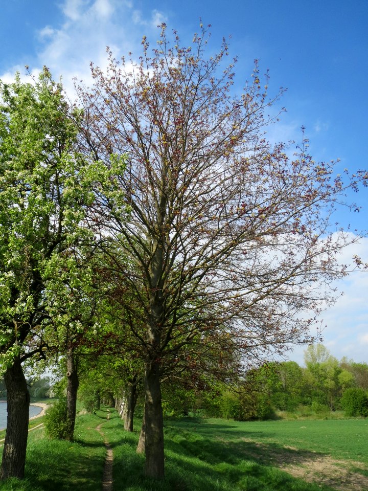 20140406Ahorn_Altlussheim01