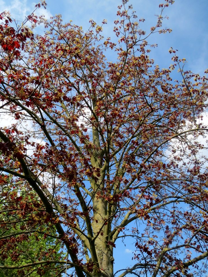 20140406Ahorn_Altlussheim02