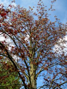 20140406Ahorn_Altlussheim02