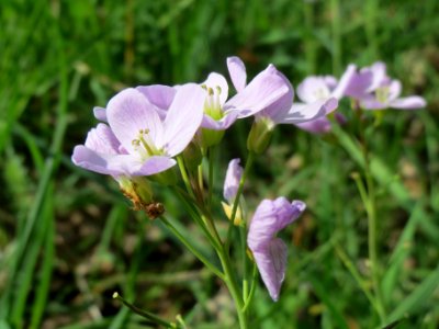 20140406Cardamine_pratensis2