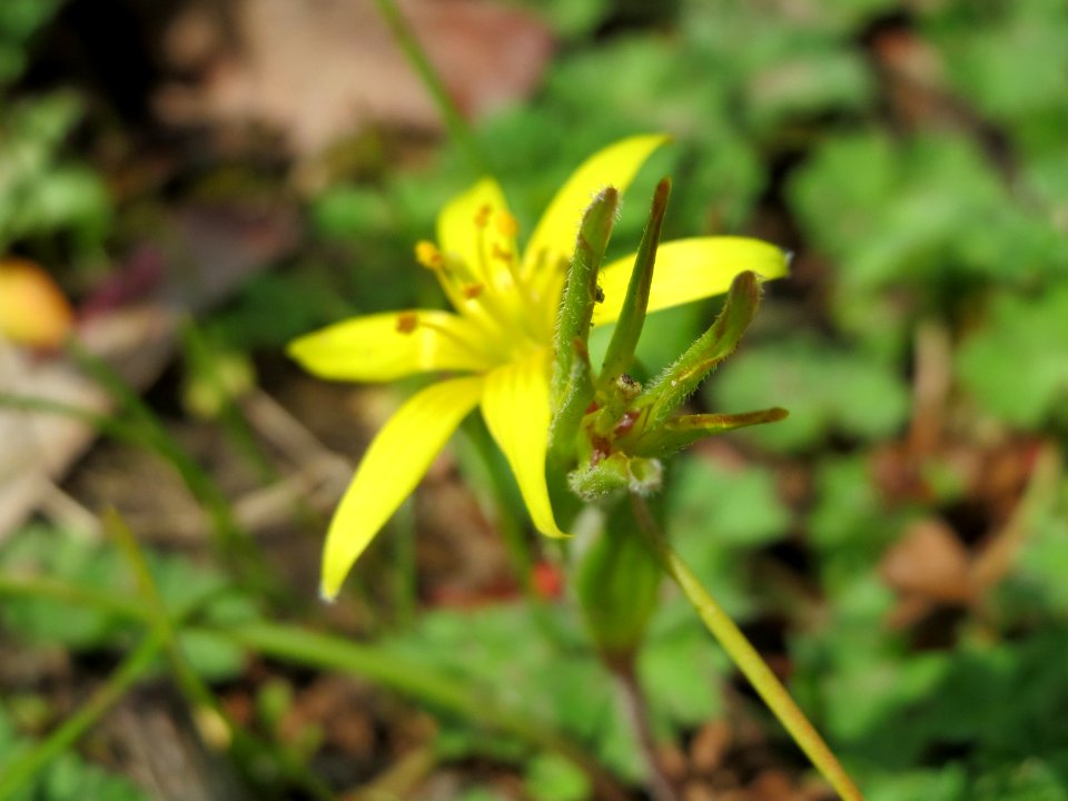 20150405Gagea_villosa4