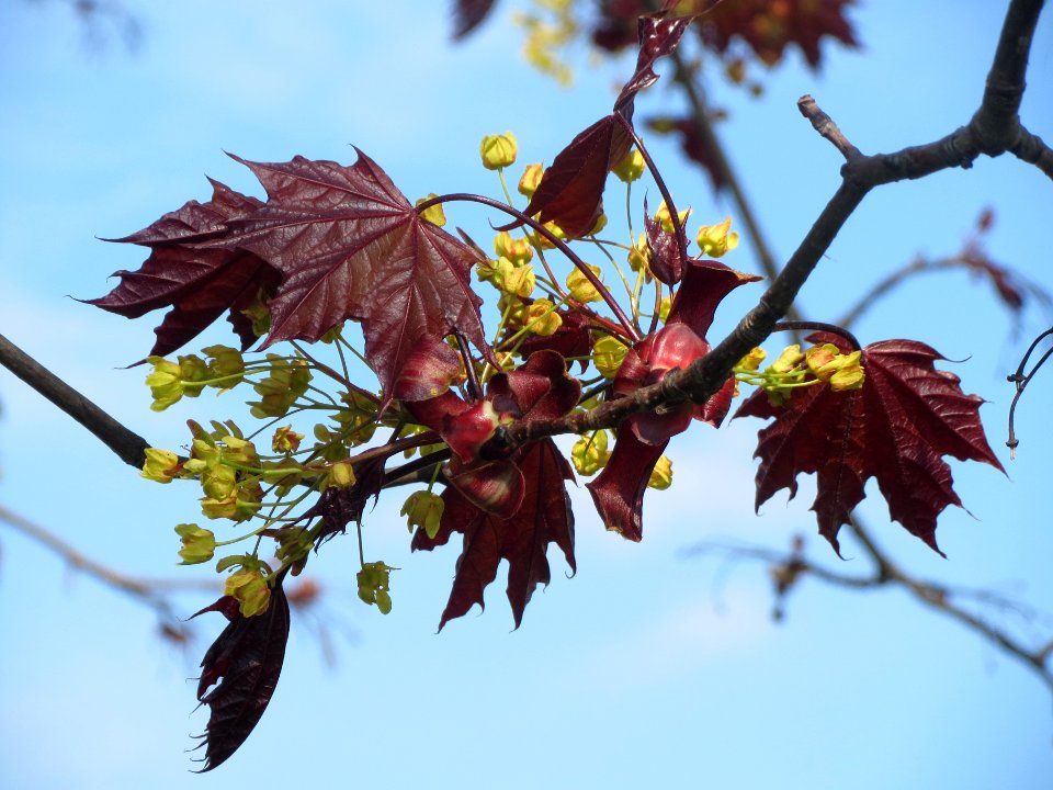 20140406Ahorn_Altlussheim12
