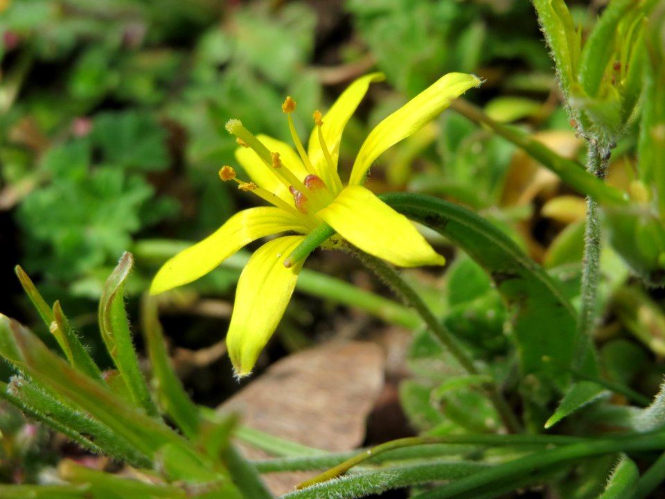 20150405Gagea_villosa2