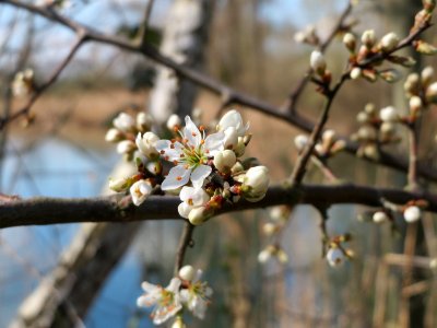 20150405Prunus_cerasifera2