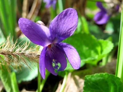 20150405Viola_odorata4