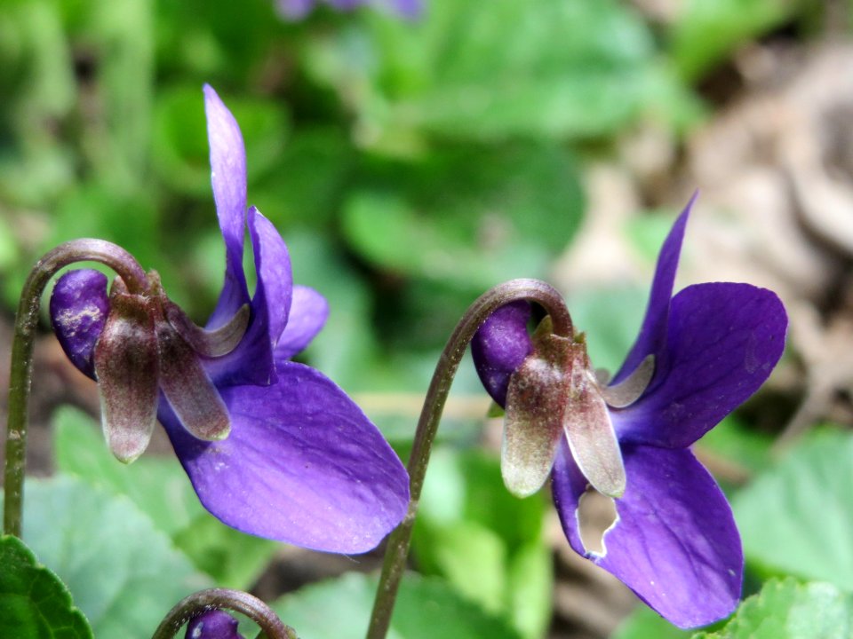 20150405Viola_odorata2