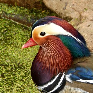 Vrubozobí an ornamental duck an ornamental bird