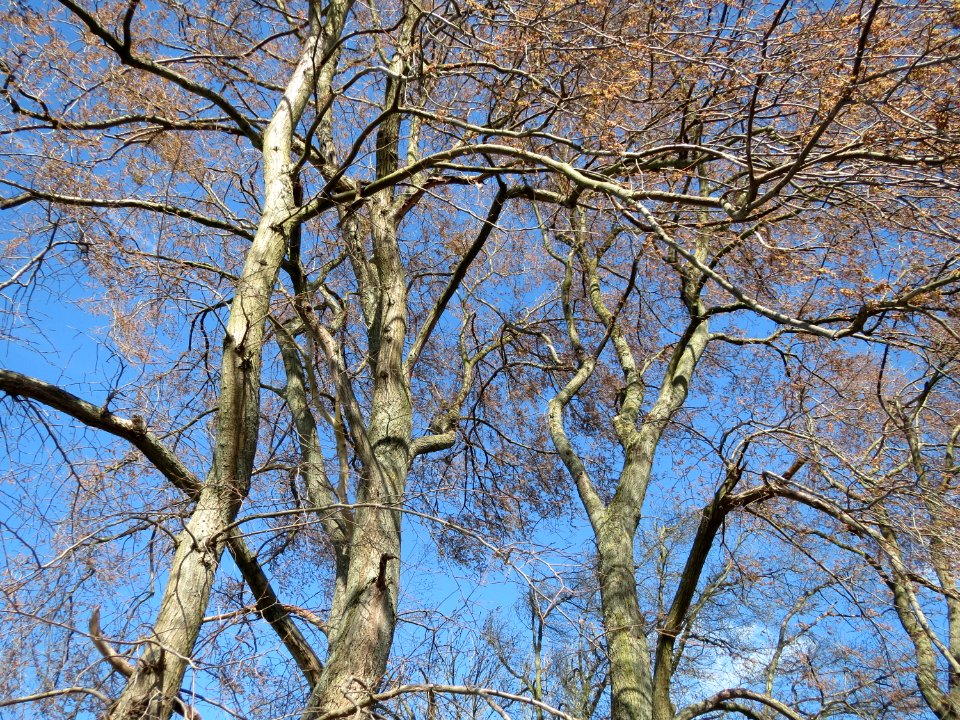 20150402Ulmus_minor07