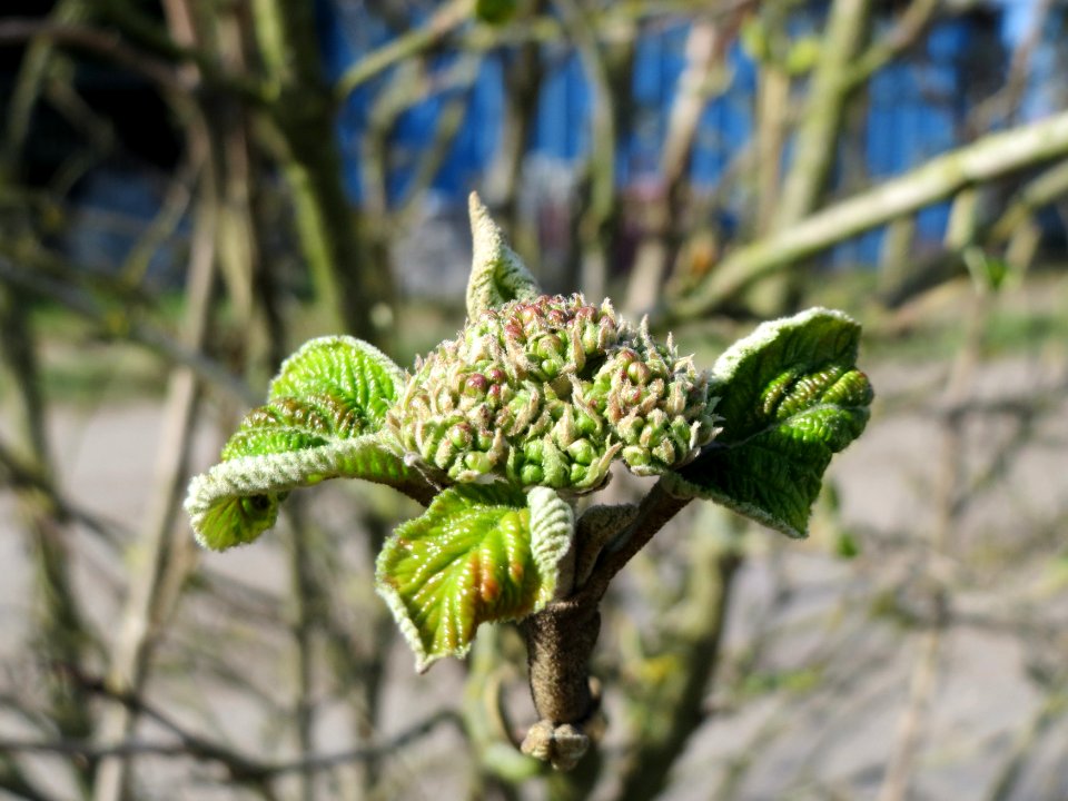 20150402Viburnum_lantana2