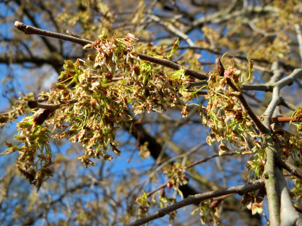 20150402Ulmus_minor08