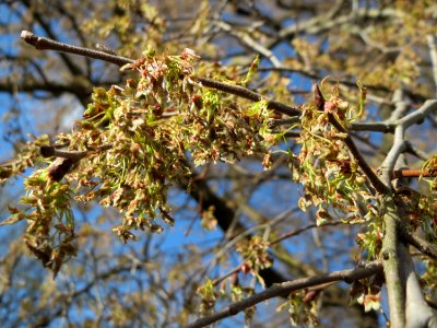 20150402Ulmus_minor08