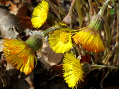 20150403Tussilago_farfara5