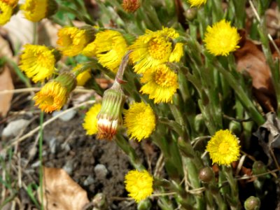 20150403Tussilago_farfara7