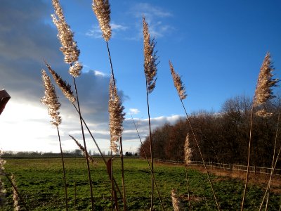 20150202Phragmites_australis2