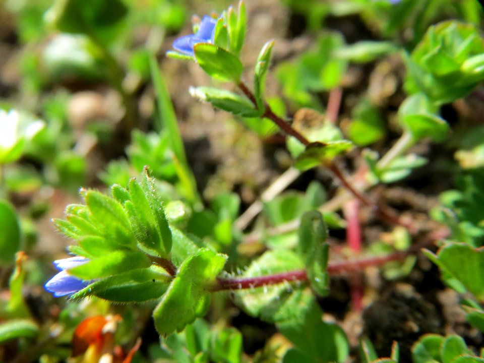 20150403Veronica_triphyllos