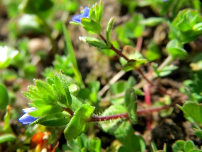 20150403Veronica_triphyllos
