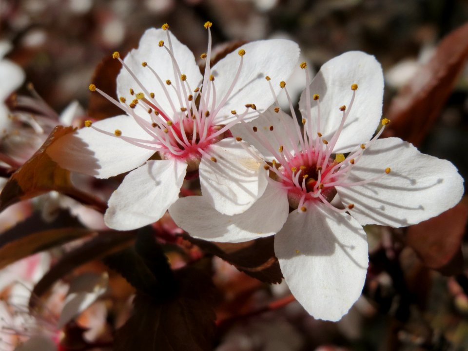 20150405Prunus_cerasifera5