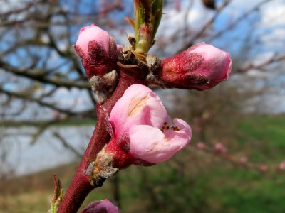 20150405Prunus_dulcis1