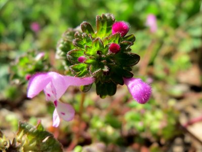 20150405Lamium_amplexicaule3