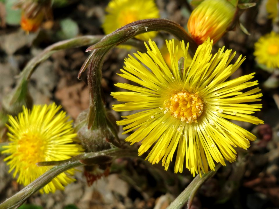 20150324Tussilago_farfara8