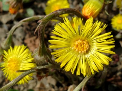 20150324Tussilago_farfara8