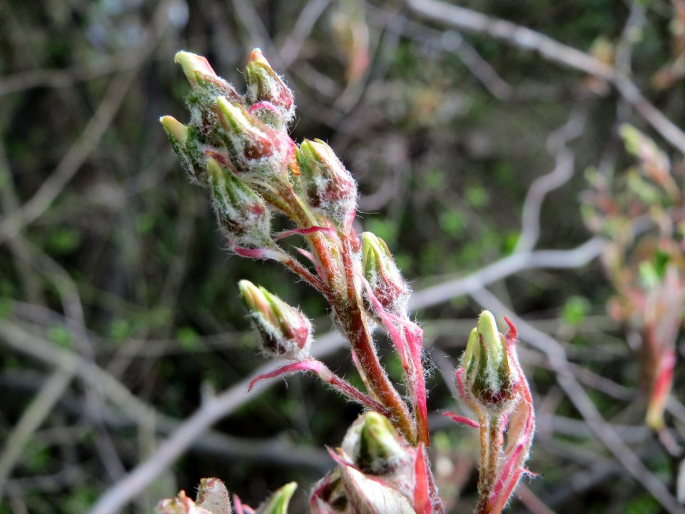 20150405Amelanchier_lamarckii3