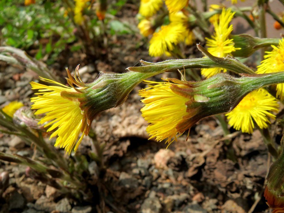 20150324Tussilago_farfara4