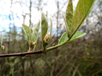 20150405Lonicera_xylosteum2