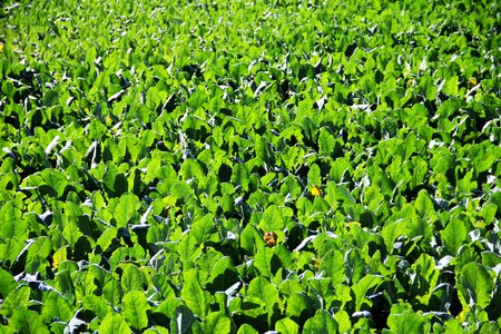 Green tea plant nature photo