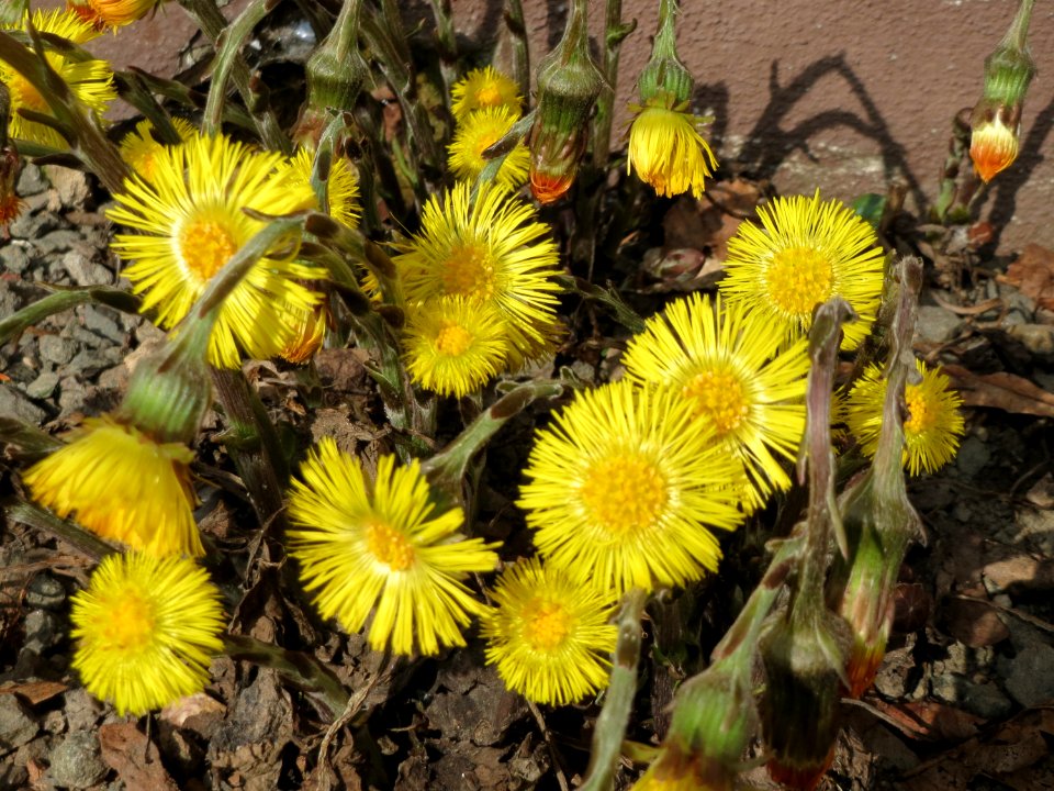 20150324Tussilago_farfara3
